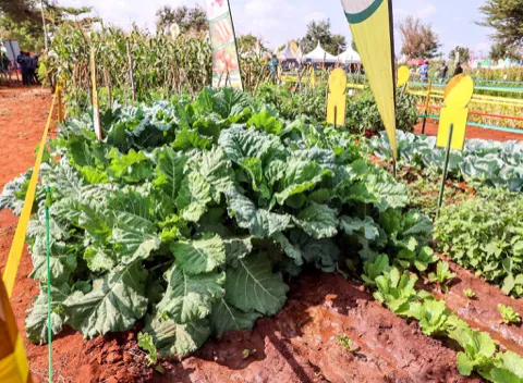 A kale demonstration plot run by extension officers
