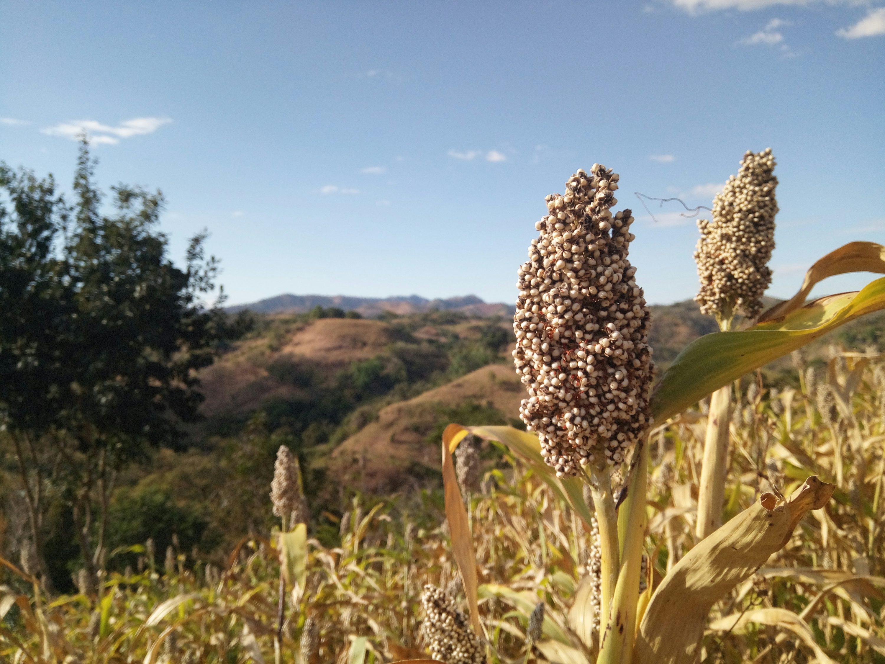 Sorghum Value Chain